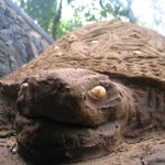 Vanastree Camps Gallery 24