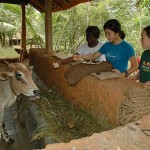 Vanastree Camps Gallery 40
