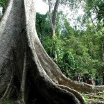 Vanastree Camps Gallery 41