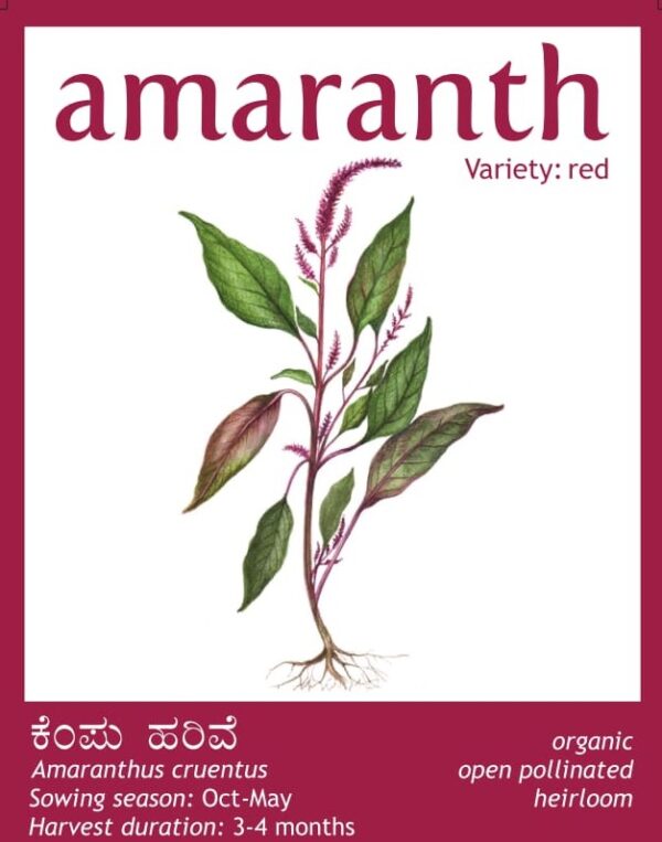 Amaranth(Red)